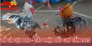 Đá Gà Cựa Dao - Mãn Nhãn Với Các Trận Đấu Gay Cấn 2025