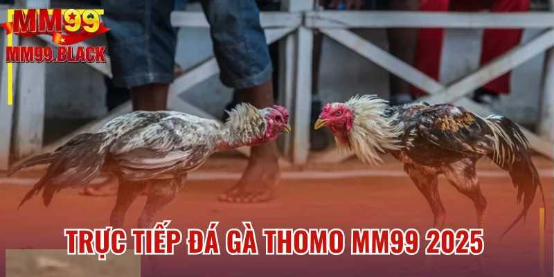 Trực Tiếp Đá Gà Thomo MM99 - Các Trận Đấu Đỉnh Cao 2025